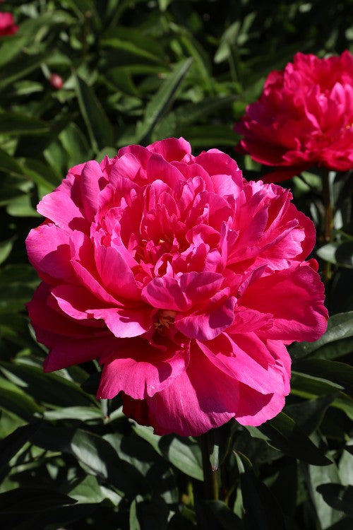 Elegant pink Kansas peony: a symbol of beauty and grace in gardens.