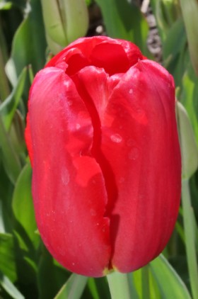 Single late tulip red proud has red petals with a green background