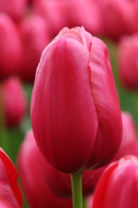 Tulip - Renown