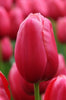 Close-up of single late tulip renown, with pink-red blooms