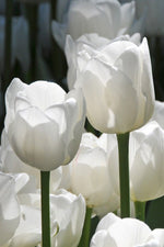 Tulip - White Dream