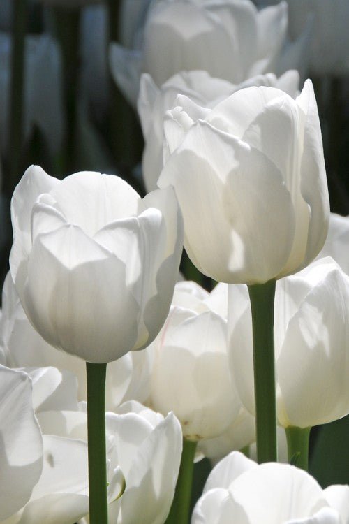 Tulip - White Dream