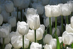 Tulip - White Dream