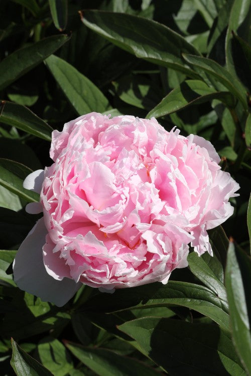 Captivating Sarah Bernhardt peony: a delicate pink flower for admiration.