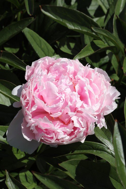 Peony - Sarah Bernhardt
