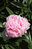 Load image into Gallery viewer, Captivating Sarah Bernhardt peony: a delicate pink flower for admiration.