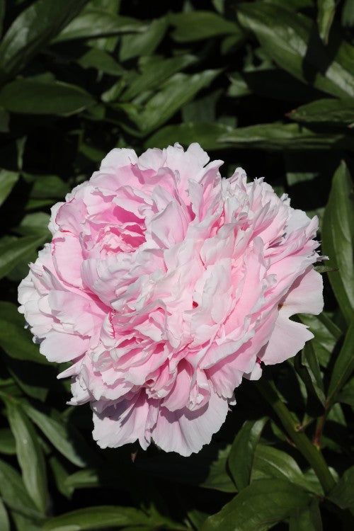 Gorgeous Sarah Bernhardt peony: a lavish pink bloom in garden.