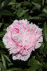 Gorgeous Sarah Bernhardt peony: a lavish pink bloom in garden.