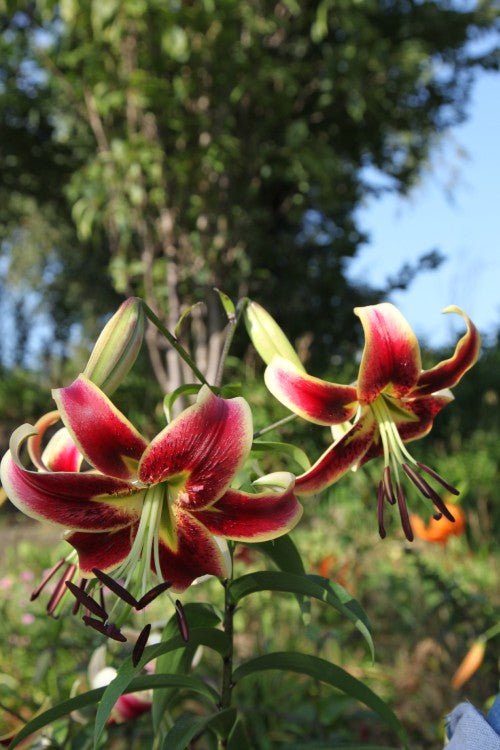 Lily - Scheherazade