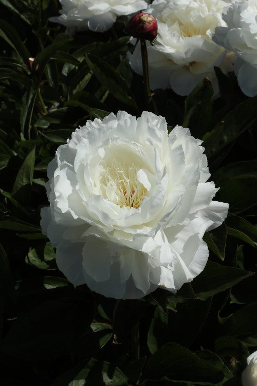 Graceful Shirley Temple peony: a blooming white masterpiece in the garden.