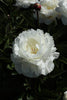 Load image into Gallery viewer, Graceful Shirley Temple peony: a blooming white masterpiece in the garden.