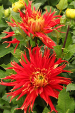 Dahlia - Show 'N Tell