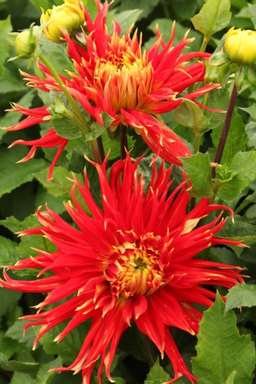 Dahlia - Show 'N Tell