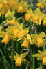 Group of Tete-a-Tete daffodils, yellow colored and a large cup