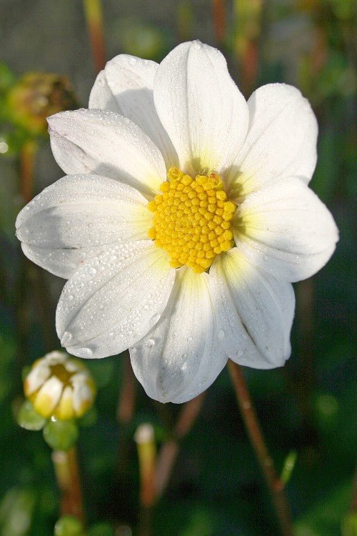 Dahlia - Topmix White