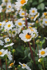 Dahlia - Topmix White