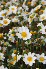 Dahlia - Topmix White