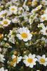 Load image into Gallery viewer, Dahlia - Topmix White