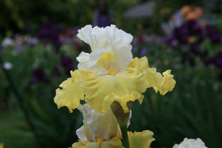 Colorful yellow and white Bearded Iris Tulip Festival takes over green garden