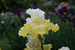 Bearded Iris - Tulip Festival