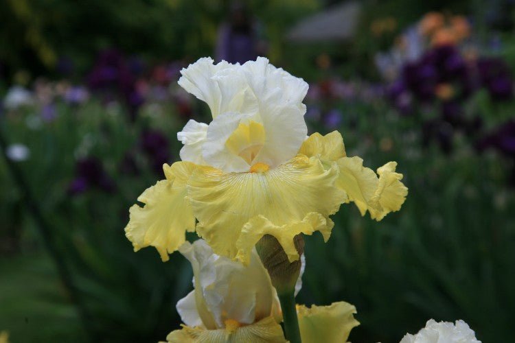 Bearded Iris - Tulip Festival