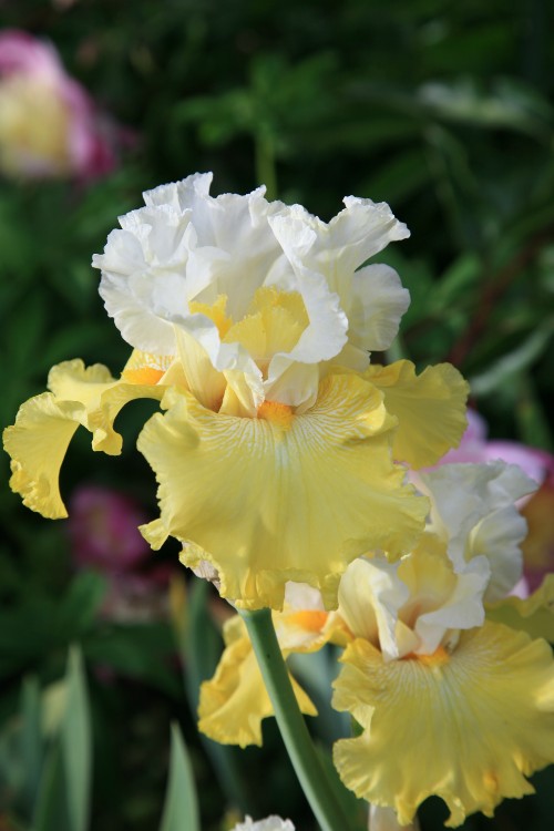 Bearded Iris Tulip Festival steals the show with yellow and white blooms