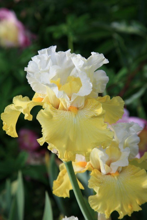 Bearded Iris - Tulip Festival