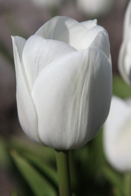 Single early tulip White marvel has snowy white petals and green background