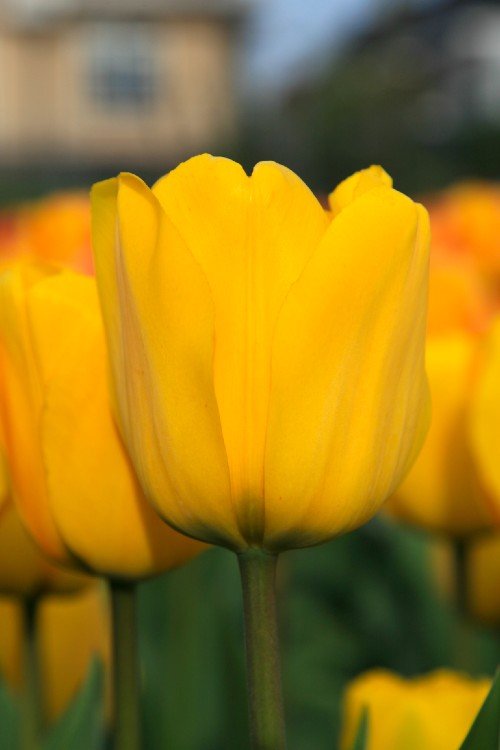 Tulip - Yellow Angel